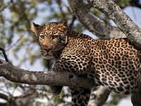 pic for Hanging Out, African Leopard
